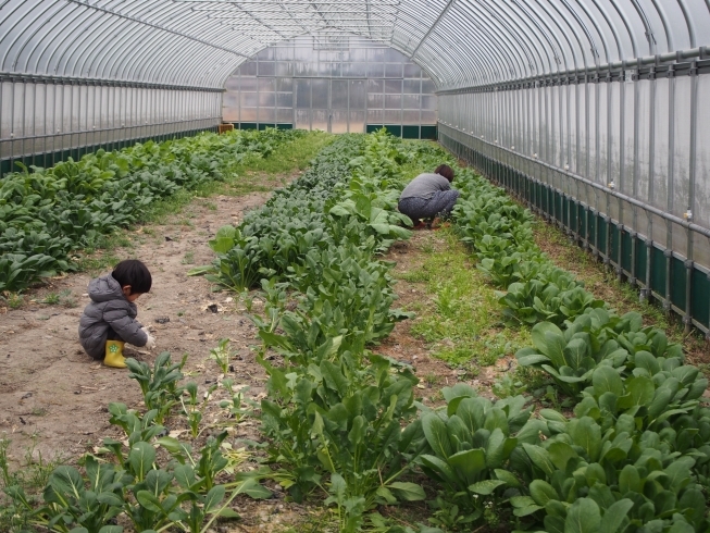 「根っ子の会４月便、募集のご案内です！」