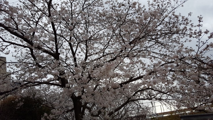 「桜満開♪」