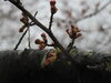 中央堤防(オニバス池)の桜①「福島潟　桜の開花状況(2020年4月2日現在)」