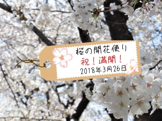 速報 大阪の桜の開花状況をお届けしています 18年3月26日更新 大阪 桜の開花情報 まいぷれ 大阪市中央区