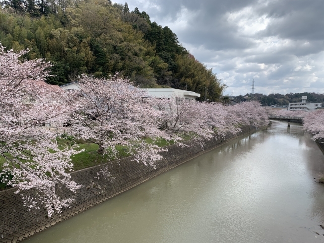 「桜」