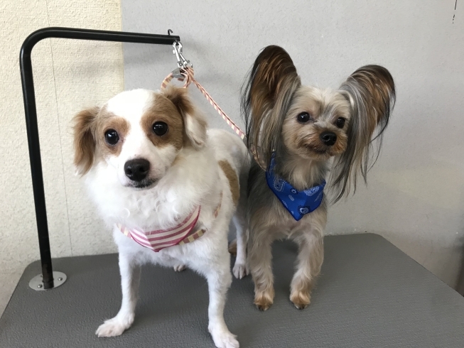 4月2日 カットコースのまろちゃん くうちゃん 犬猫のトリミング屋さんぽちのうち 犬 猫のトリミング屋さん ぽちのうちのニュース まいぷれ 船橋市