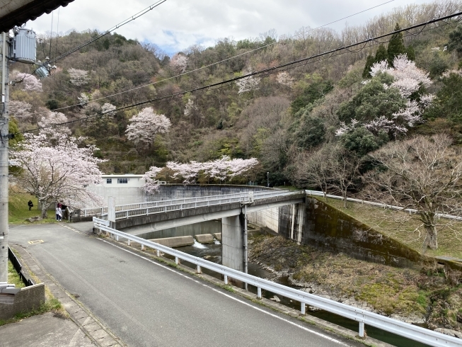 和音の店内から眺められる桜景色「期間限定！桜満開お花見弁当販売中！1つ600円税別、2つなら1000円税別、3つ目以降は1つ500円税別」