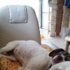 イングリッシュポインター！！メス老犬　名前はムム！
