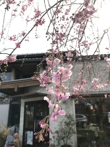 店舗前の枝垂れ桜「桜が咲き始め」