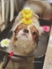 ひよこちゃんと炭酸泉中の豊音くん