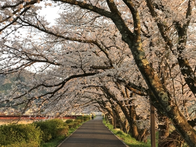 西運動公園「桜満開です」