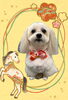 「Dog salon mofu mofu　余市町」