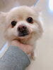 「犬の長期お預り♪お散歩プレイタイム夜間スタッフ付！」