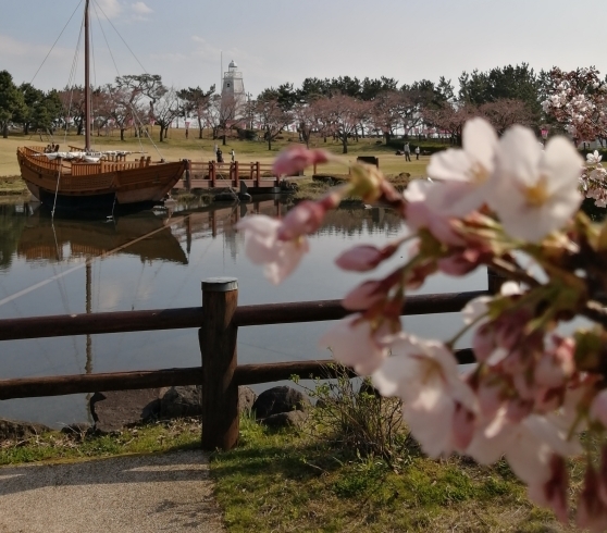 桜と千石船と六角灯台　皆さんもこのアングル探してね「第４０回酒田日和山公園桜まつり」