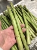 会津の有機育ちアスパラ「超新鮮！会津の有機育ちアスパラを、菜の花畑を駆け抜けて、農家さんの所に仕入れに行ってきました！」
