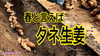 「種ショウガの植え付け　タネのハシモト」