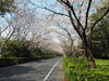 見ごろを迎えた佐鳴湖の桜並木「佐鳴湖の桜トンネル♪」