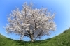 「桜咲く」