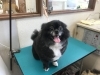 4月5日 カットコースのちょこあちゃん 犬猫のトリミング屋さんぽちのうち 犬 猫のトリミング屋さん ぽちのうちのニュース まいぷれ 船橋市