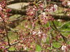 オニバス池の桜「福島潟　潟みち散歩⑦」