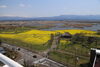 「福島潟菜の花情報(2020年4月4日現在)」