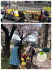 お花見散歩♡色とりどりのお花を見ましたよ！「電車の見える公園♡【交野市・小規模保育園】」