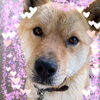 愛犬「この目に弱いの꒰ ♡´∀`♡ ꒱斐川町 仏壇」