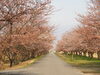 「福島潟　桜の開花状況(2020年4月8日現在)」