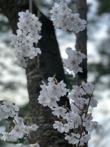 3月末に咲いていた桜。ソメイヨシノではないようです「売掛金の時効が２年から５年に長期化します！～管理と回収法を再確認しよう～ 」