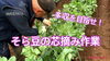 「そら豆の管理【アブラムシ予防】　タネのハシモト」