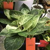フィロデンドロン・バーキン「観葉植物たくさん入りました!!」