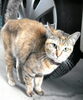 「迷い猫を保護しています【新居浜市役所環境保全課】」