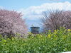 「福島潟　桜の開花状況(2020年4月10日現在)」