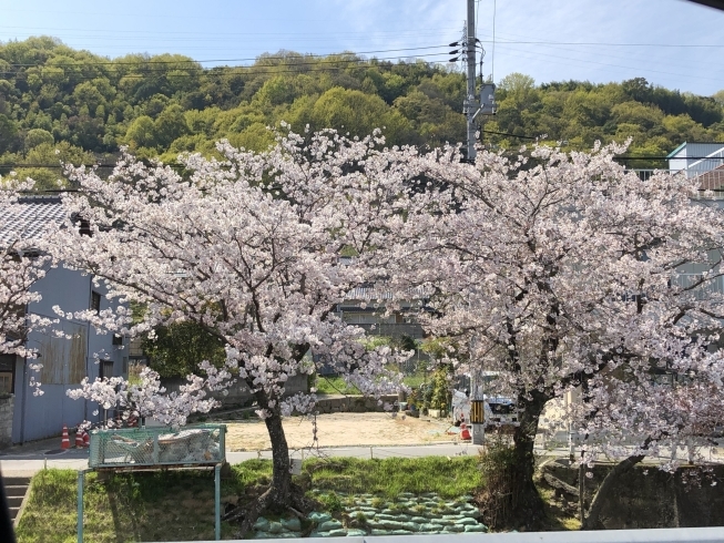 「桜土手」