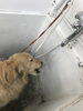蛇口からお水がぶ飲み中「ゴールデンのクッキーちゃん（西京区　トリミングサロン　ペットホテル　訓練）」