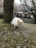 「西高1 東高1 英語クラス　中1英語クラス　生徒募集中！」