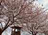 「福島潟　桜の開花状況(2020年4月12日現在)」