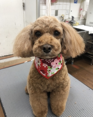 アップ♪「今日のわんちゃん♡ （西京区　トリミングサロン　ペットホテル　訓練）」