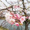 「花見とヤギさん(* ´ ▽ ` *)」