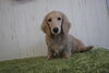 「～ミニチュアダックス未成犬情報～」