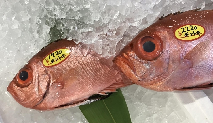「魚魚市場鮮魚コーナーおすすめは「天然ヒラス・カツオ」です♪」