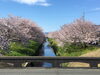 桜の写真でちょっと一休み「桜の写真で一息つきませんか　　^^) _旦~~」