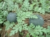 野菜の花 スイカ 楽農だより さやまルシェ 狭山市