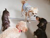 「子犬成犬でも楽しく社会化♪犬の保育園・新潟」