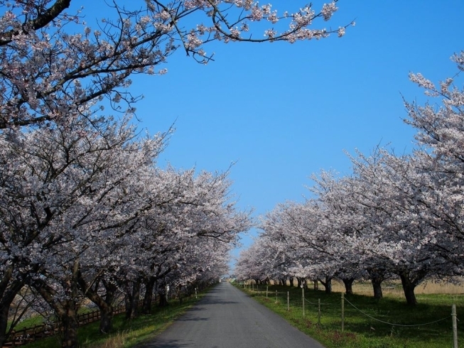 福島潟 桜の開花状況 年4月15日現在 水の公園福島潟 水の駅 ビュー福島潟 のニュース まいぷれ 新潟市