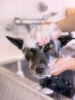 看板犬福ちゃん キャラメル Dogのニュース まいぷれ 四国中央市