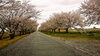 「福島潟　桜の開花状況(2020年4月18日現在)」