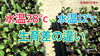 「【実証】野菜苗の水温管理　タネのハシモト」