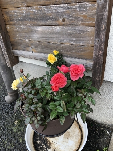 薔薇の小鉢「5月のお休みと営業時間のお知らせです。」