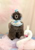 スタッフ犬　シエル「Spring swan」