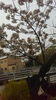 先週の桜の様子　背景にあるのは園舎です。「保育園裏の免除川沿いのサクラ」