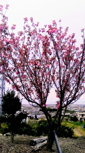 八重桜が咲き始めました「八重桜が咲き始めました」