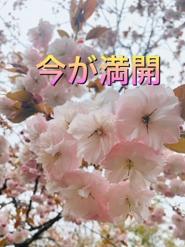 八重桜「八重桜ヾ(✿❛◡❛ฺฺ)ノ咲きました　斐川町 仏壇」