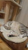 お家時間の達人ならぬ達猫「ヤマハ音楽教室とあつまれどうぶつの森」